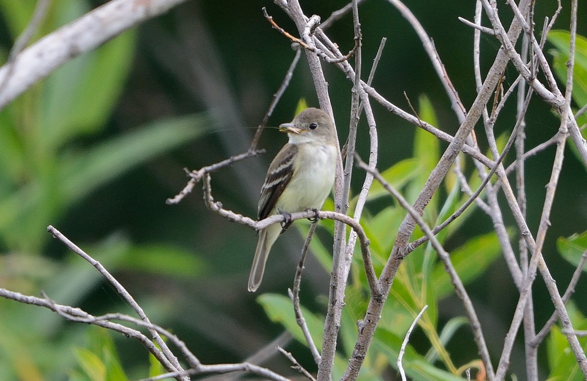 Willow Flycatcher - ML110420481