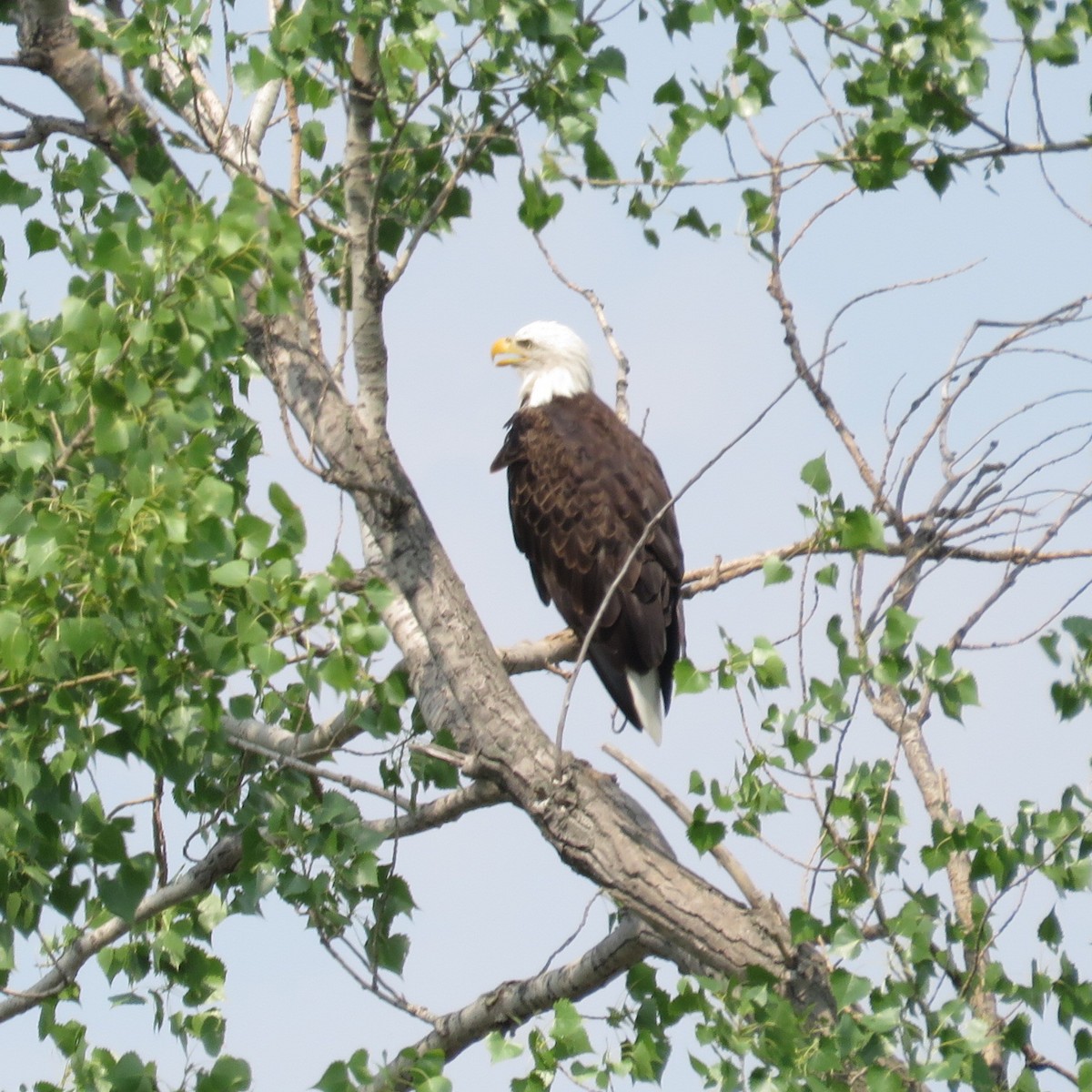 Bald Eagle - Carolyn Schwab