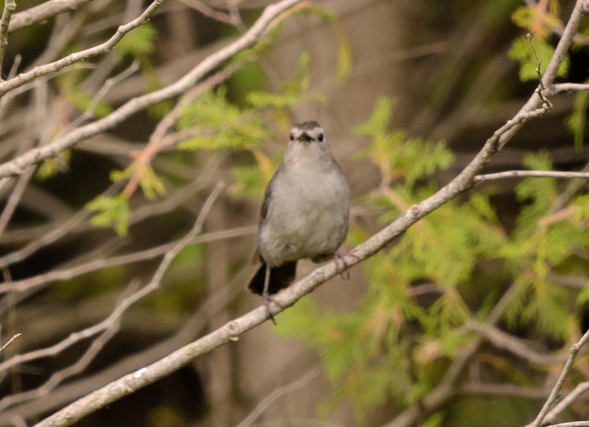 Gray Catbird - ML110420711