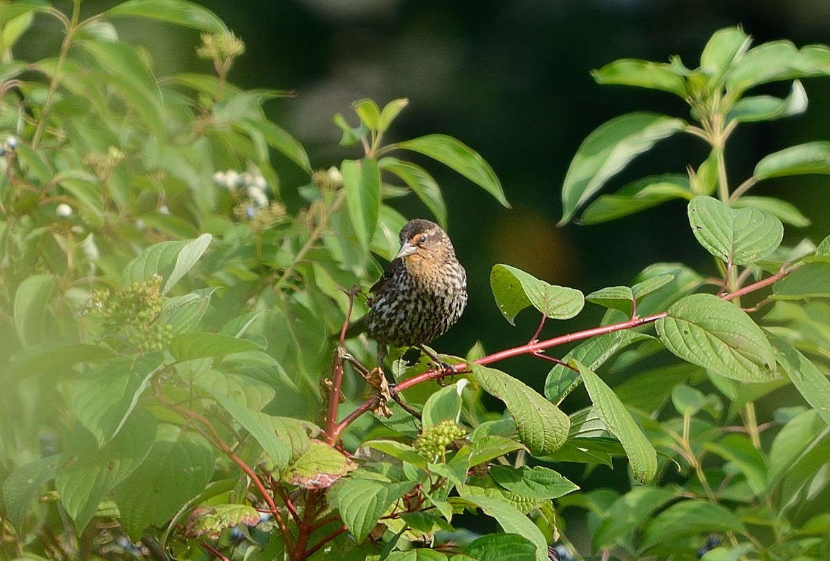 Red-winged Blackbird - ML110420931