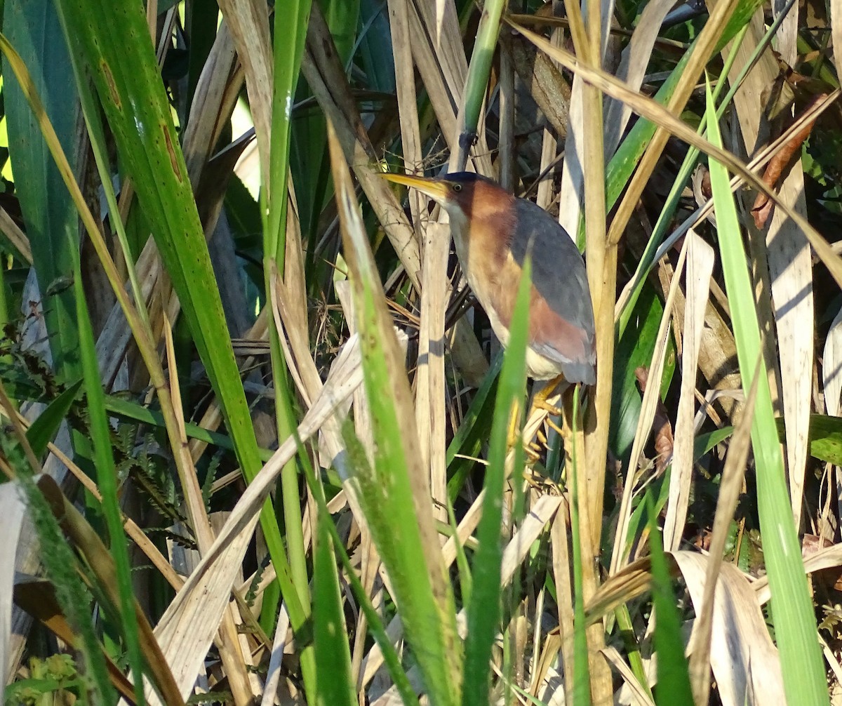 Least Bittern - ML110422171