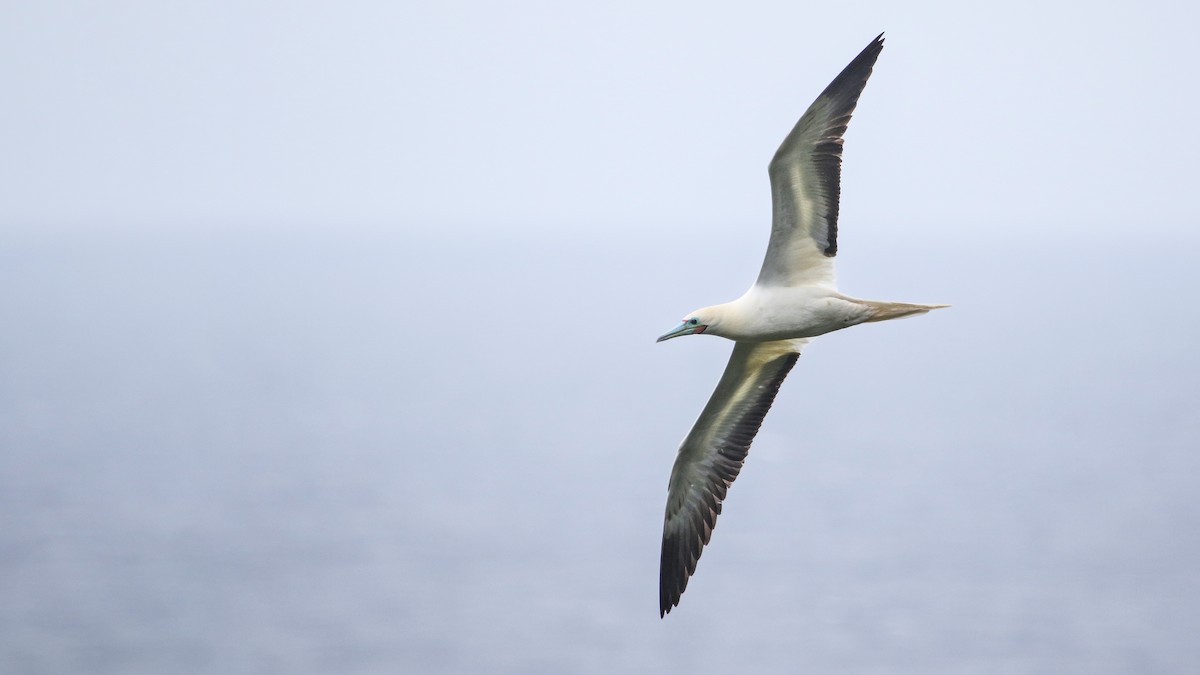 Red-footed Booby - Ryan Zucker