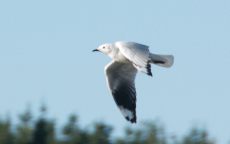 Andean Gull - ML110423741