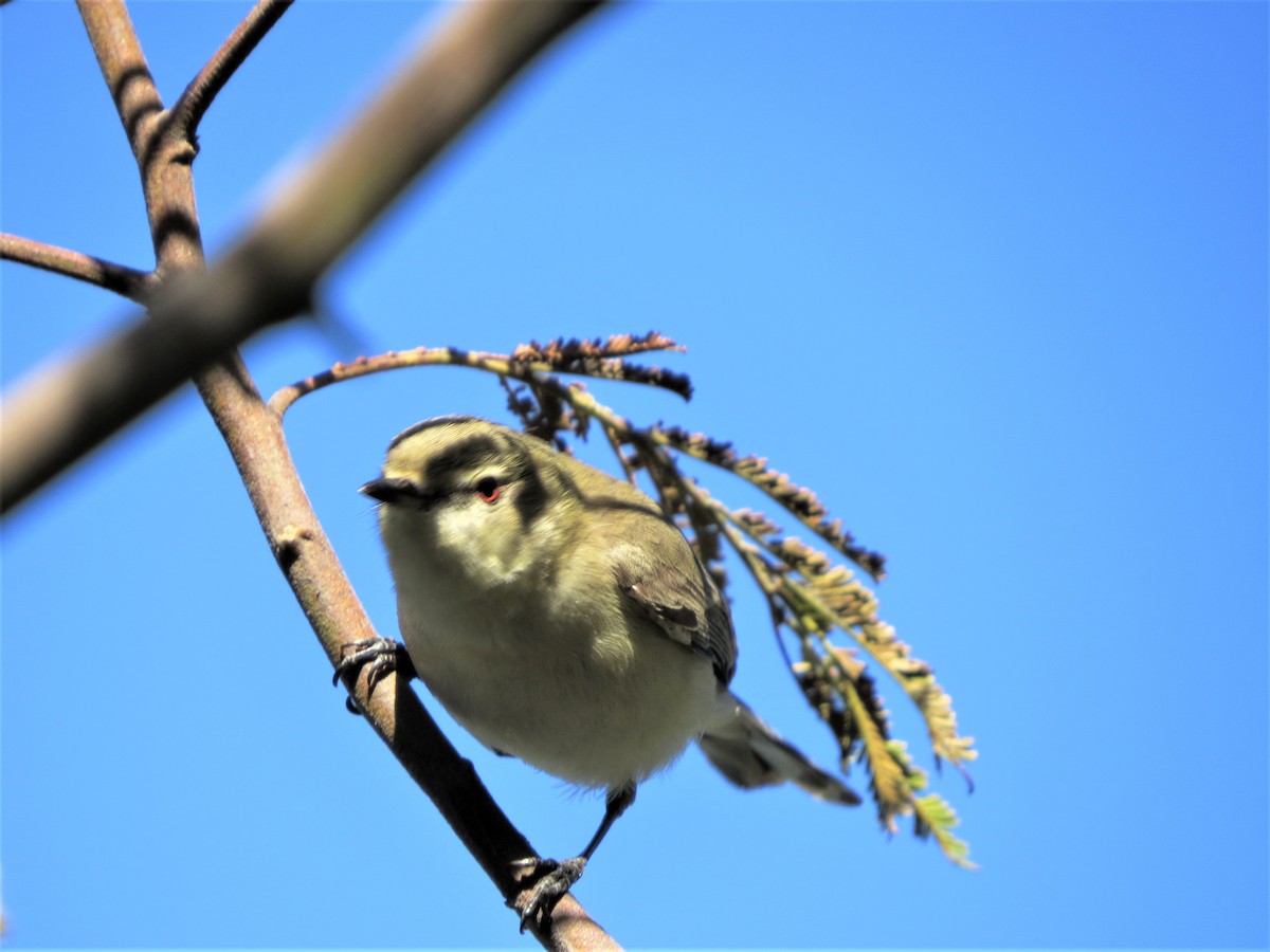 Western Gerygone - B C