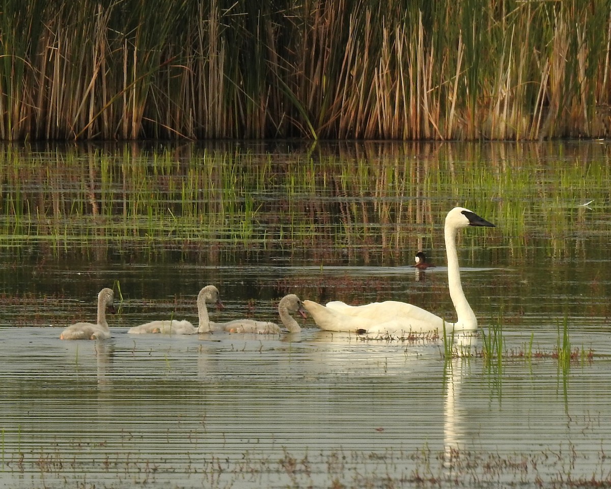 Trumpeter Swan - David Lambeth