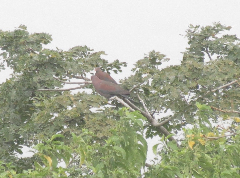 holub středoamerický - ML110425101