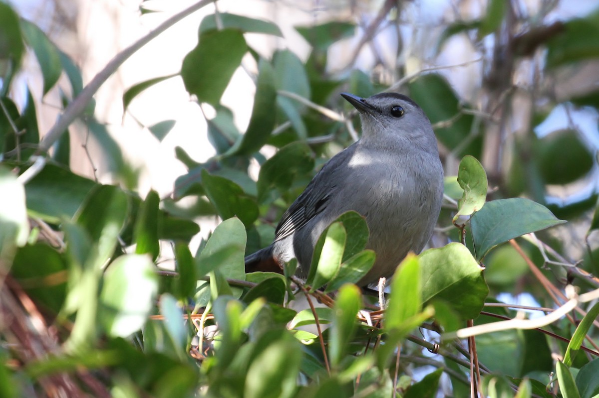 Pájaro Gato Gris - ML110425241