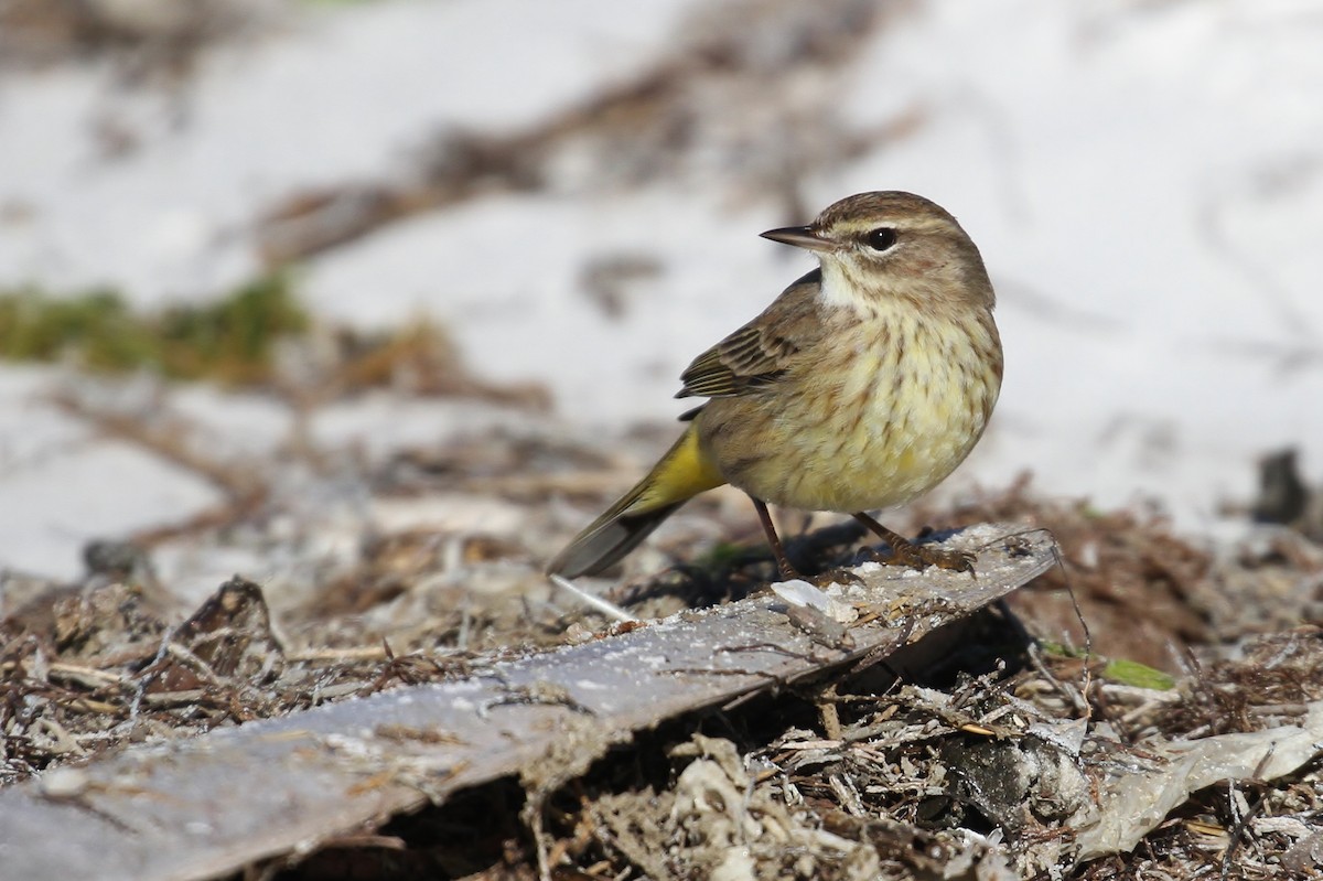 Palm Warbler (Western) - Alex Lamoreaux