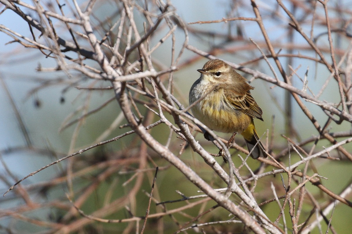 lesňáček bažinný (ssp. palmarum) - ML110425271