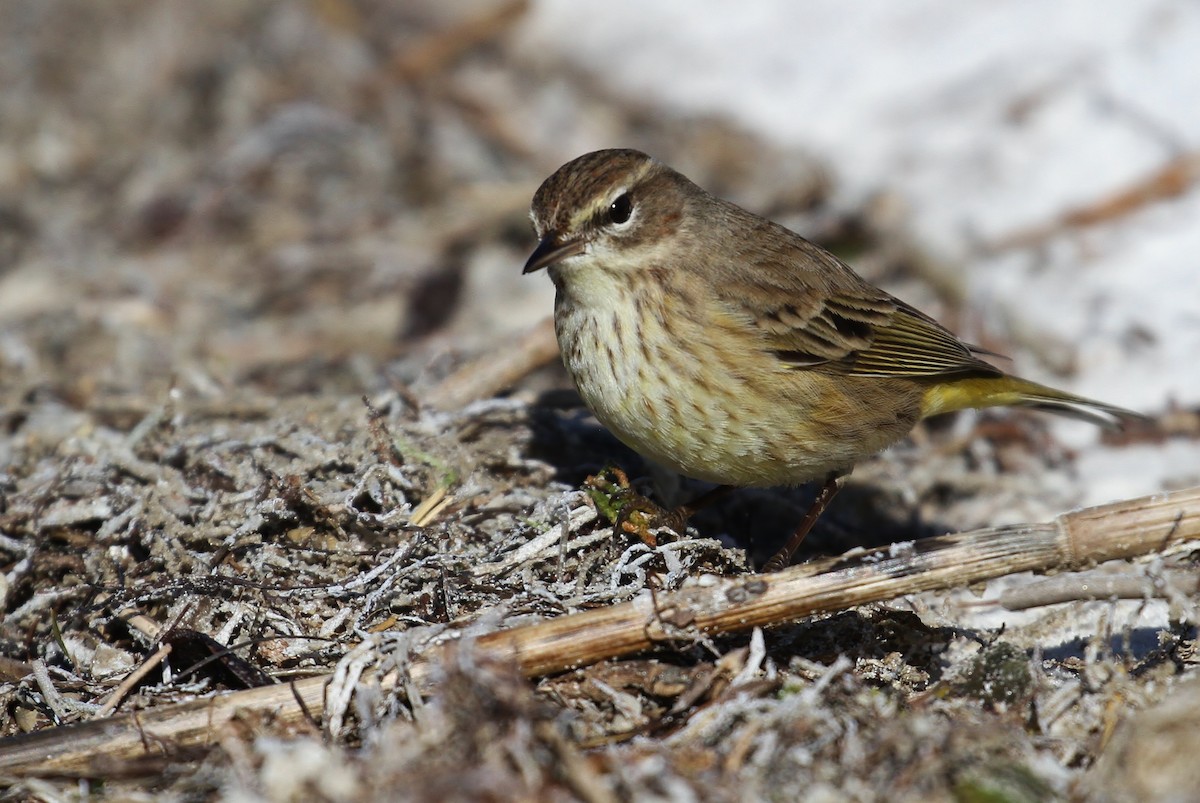 Palm Warbler (Western) - ML110425281