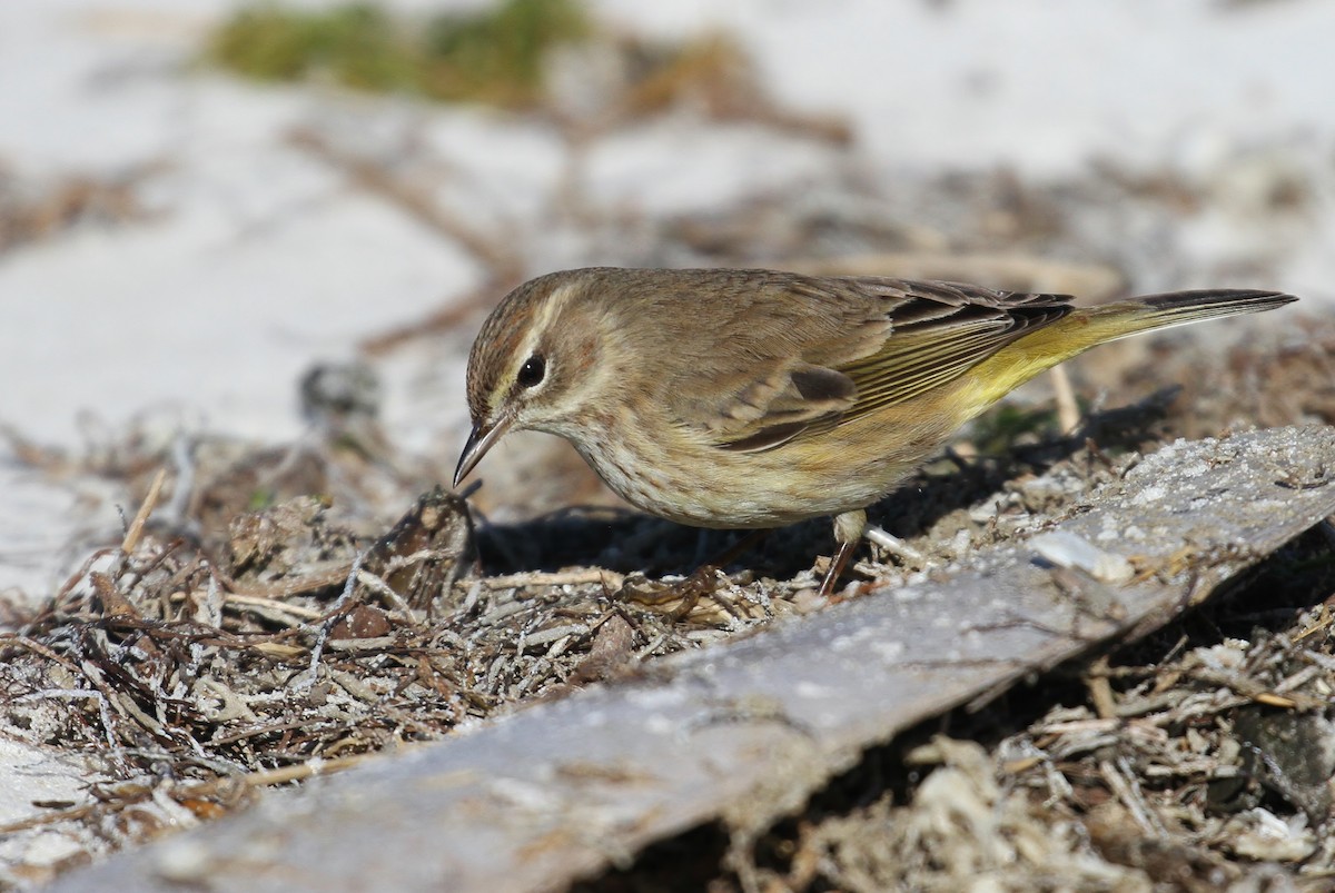 Palm Warbler (Western) - ML110425301