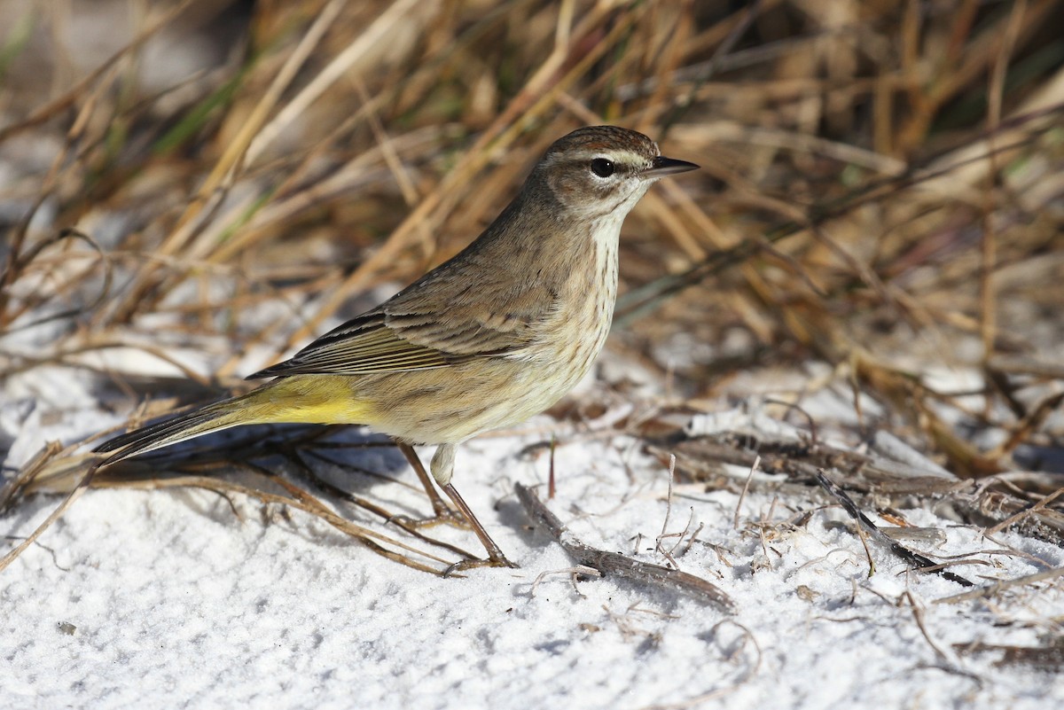 Palm Warbler (Western) - ML110425311