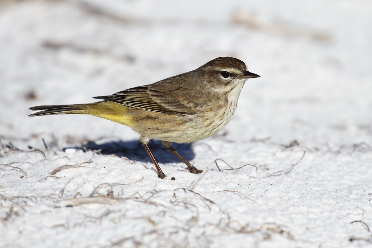 lesňáček bažinný (ssp. palmarum) - ML110425321