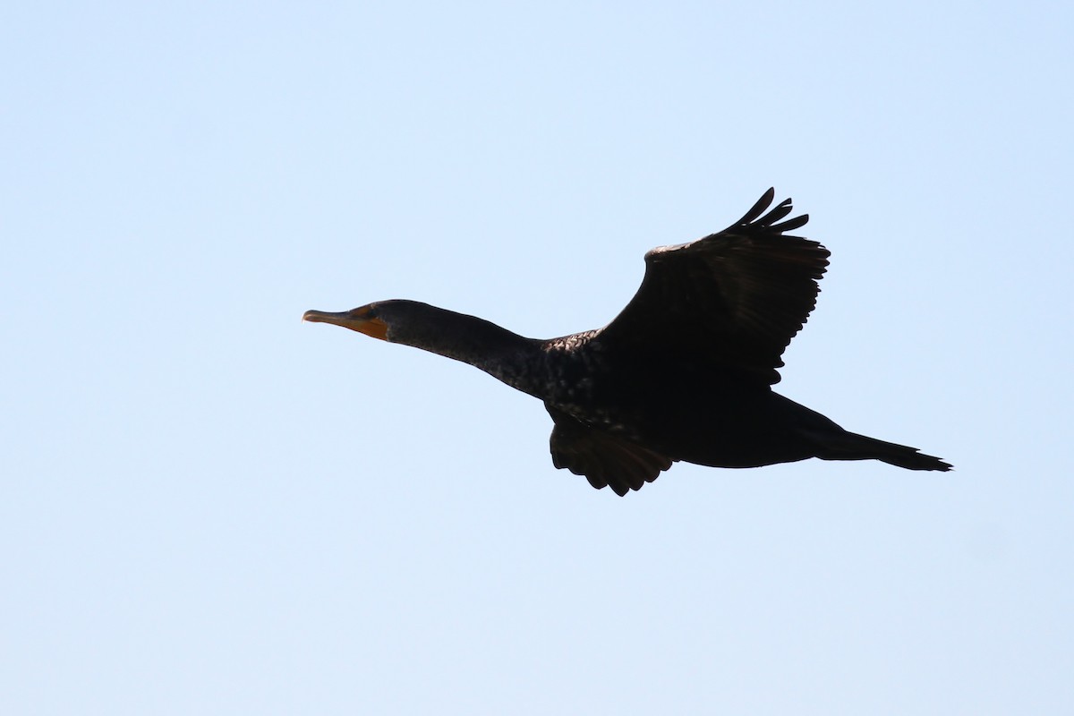 Double-crested Cormorant - ML110425331