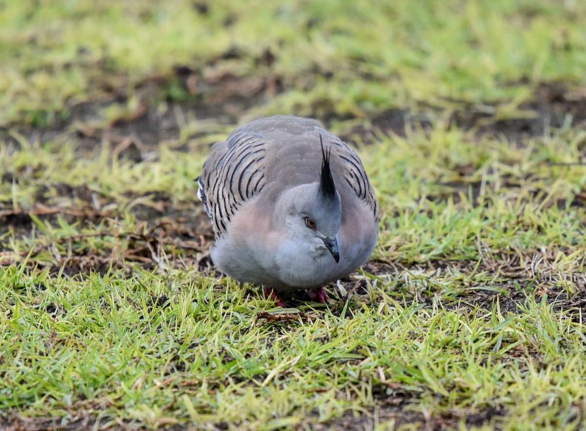 Crested Pigeon - Bruce Wedderburn