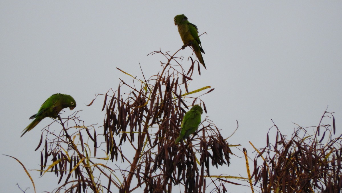 Olive-throated Parakeet - ML110426341