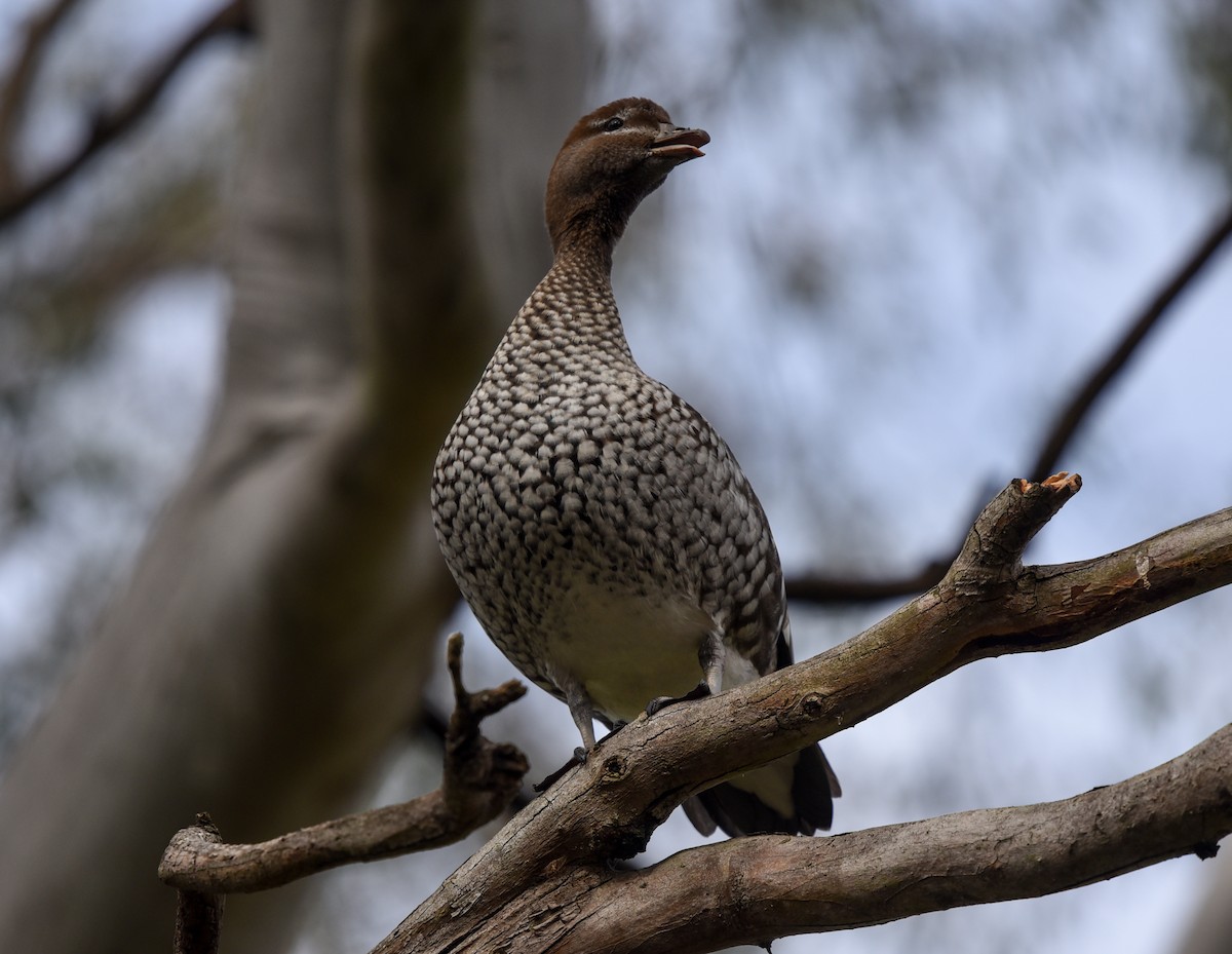 Maned Duck - ML110426451