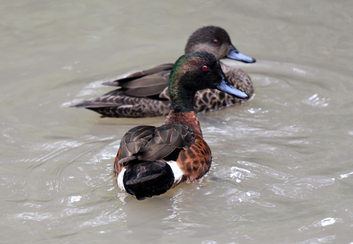 Chestnut Teal - ML110426591