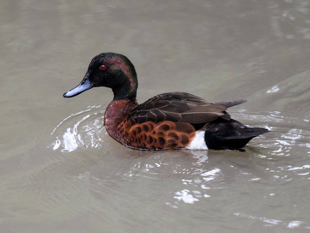 Chestnut Teal - ML110426601