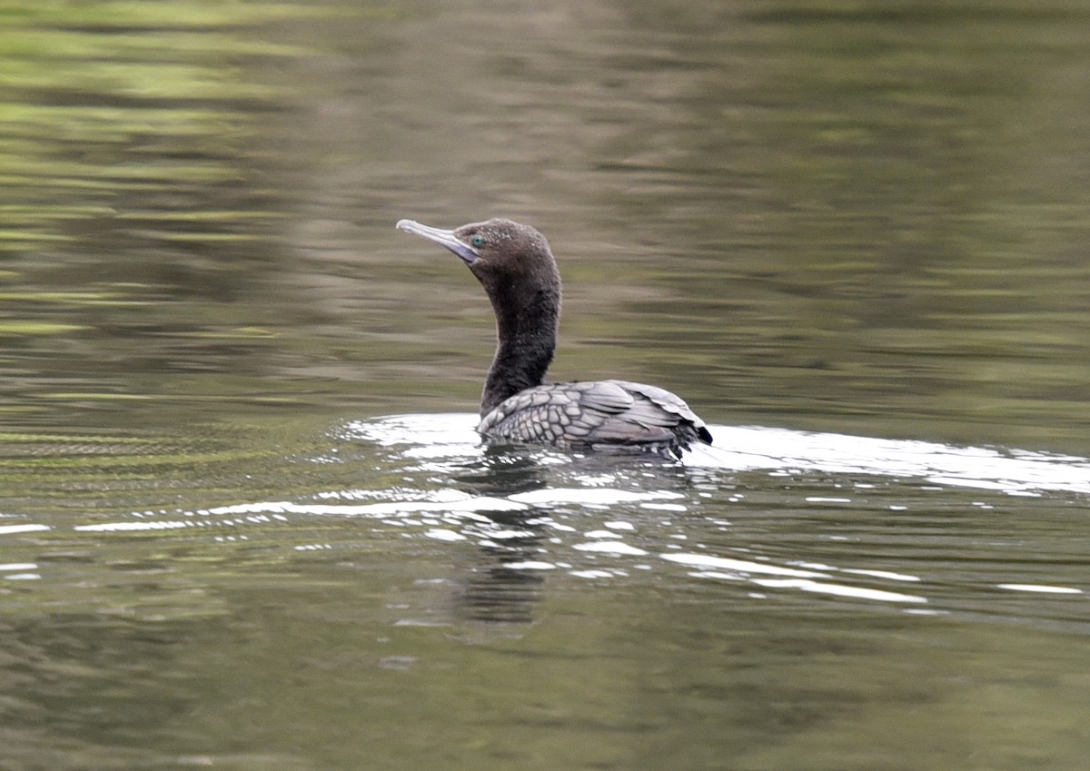 Little Black Cormorant - ML110426781