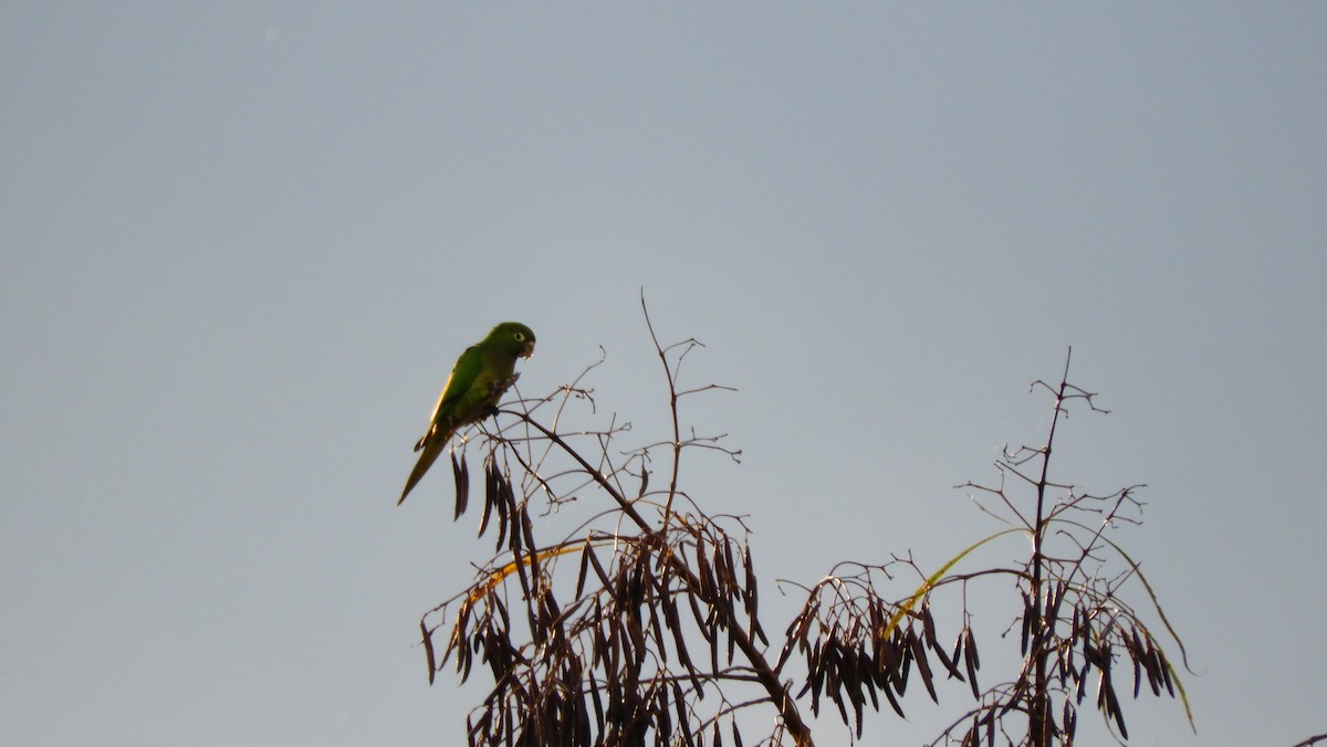 Olive-throated Parakeet - ML110427001