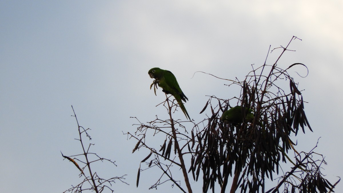 Aratinga Jamaicana - ML110427021