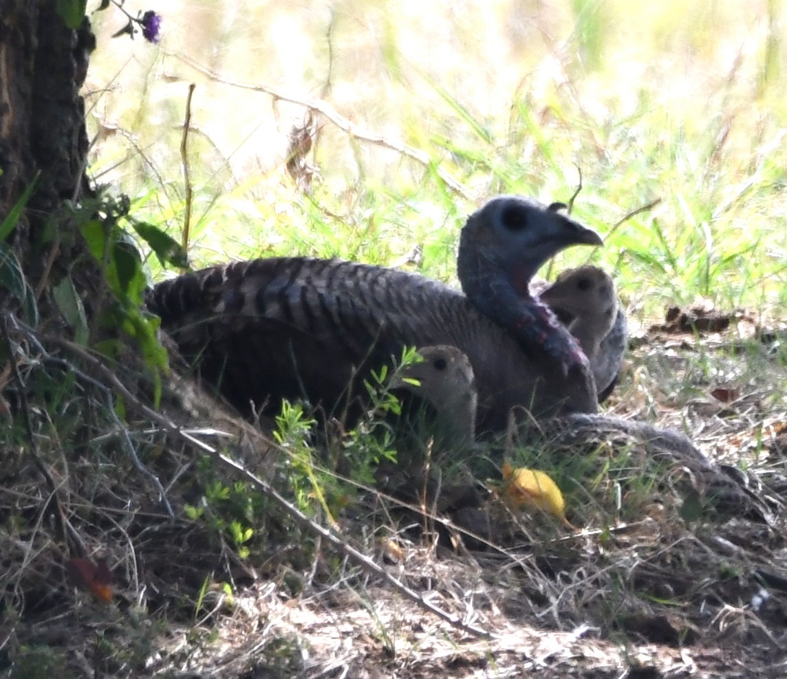 Wild Turkey - ML110428061