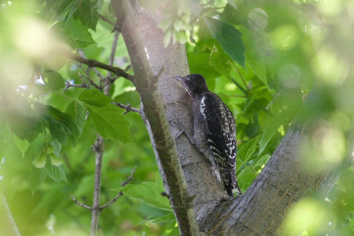 Red-naped Sapsucker - ML110431201