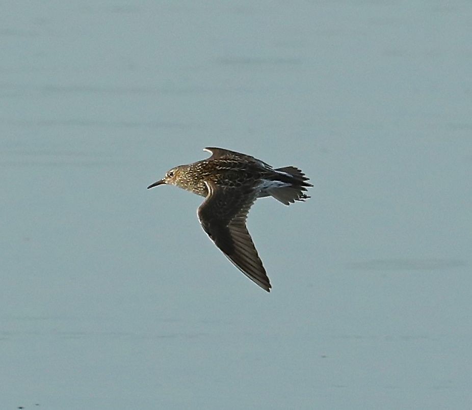 Pectoral Sandpiper - Charles Lyon