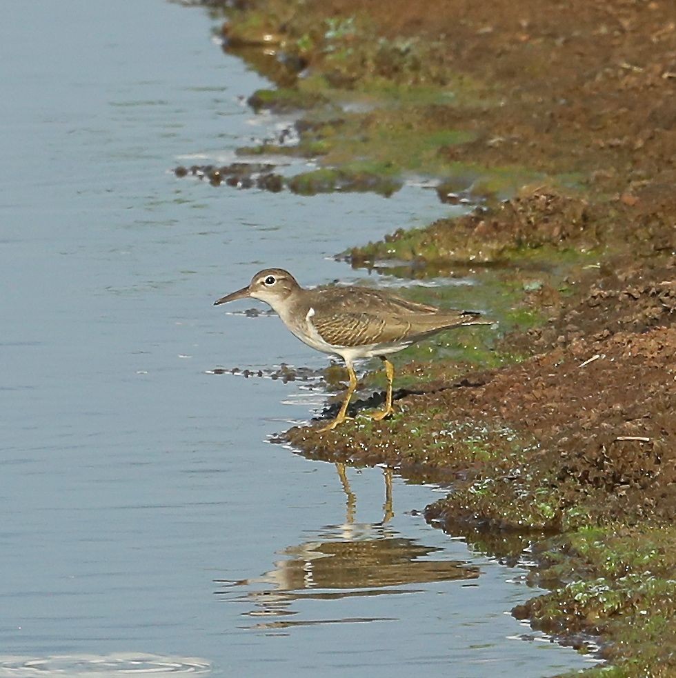 Drosseluferläufer - ML110431901