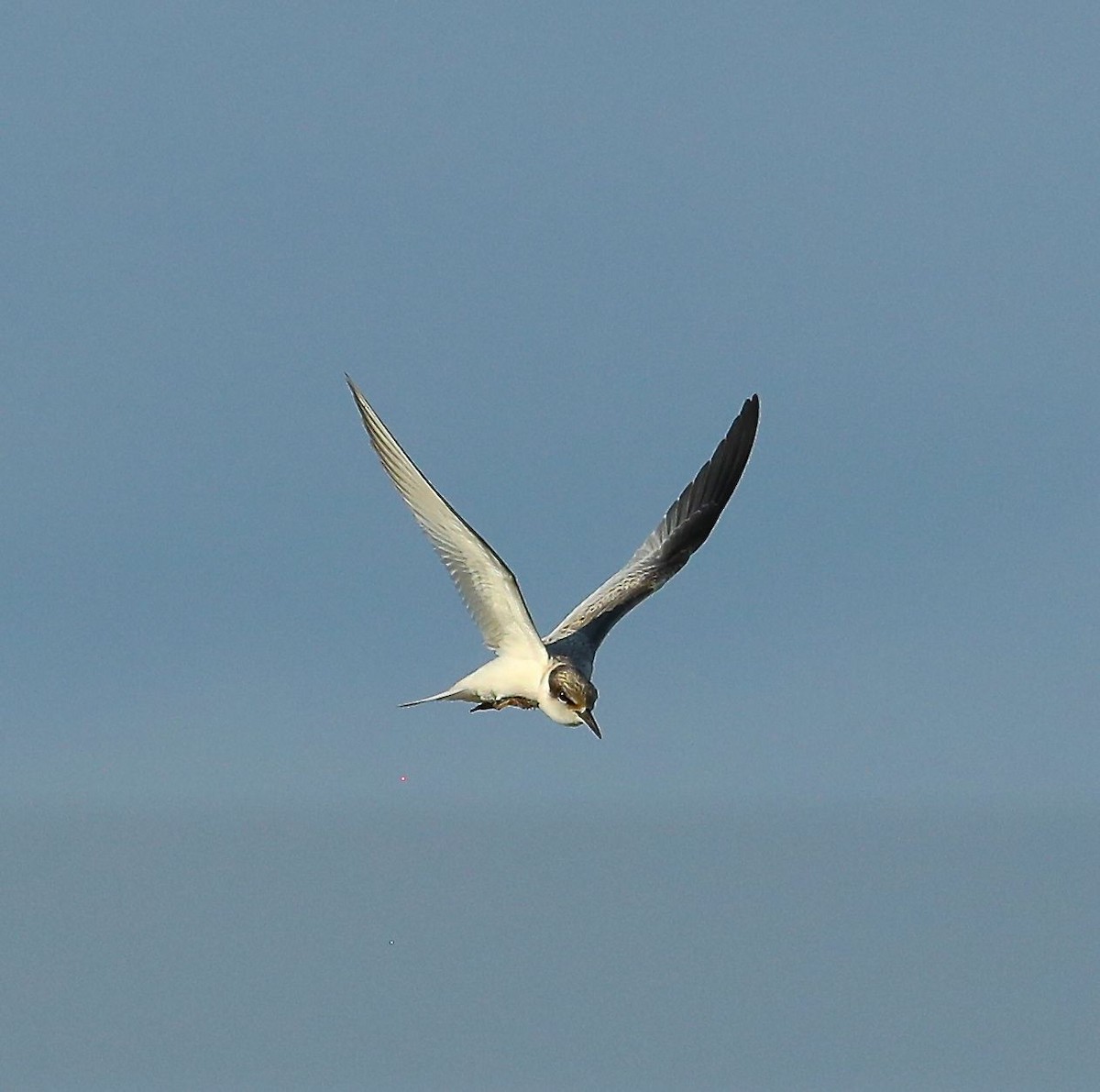 Least Tern - ML110431921