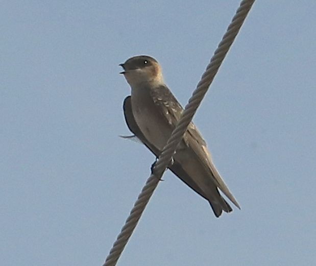 Hirondelle à front brun - ML110432071