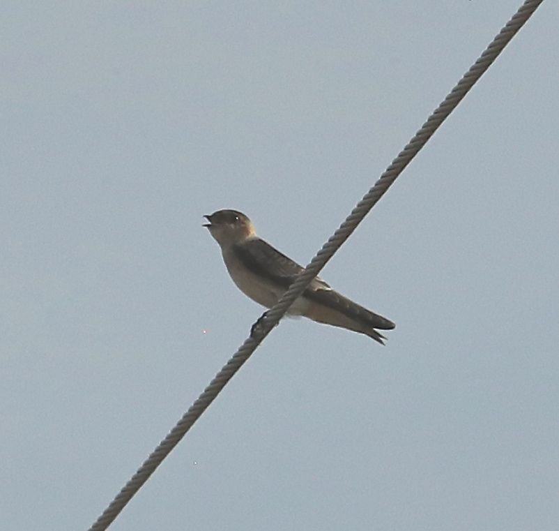 Cave Swallow - Charles Lyon