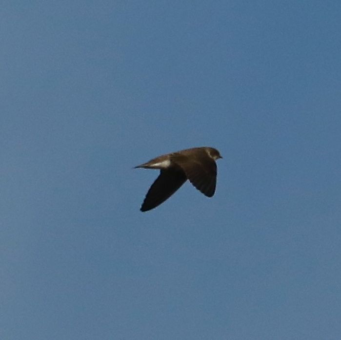 Bank Swallow - Charles Lyon