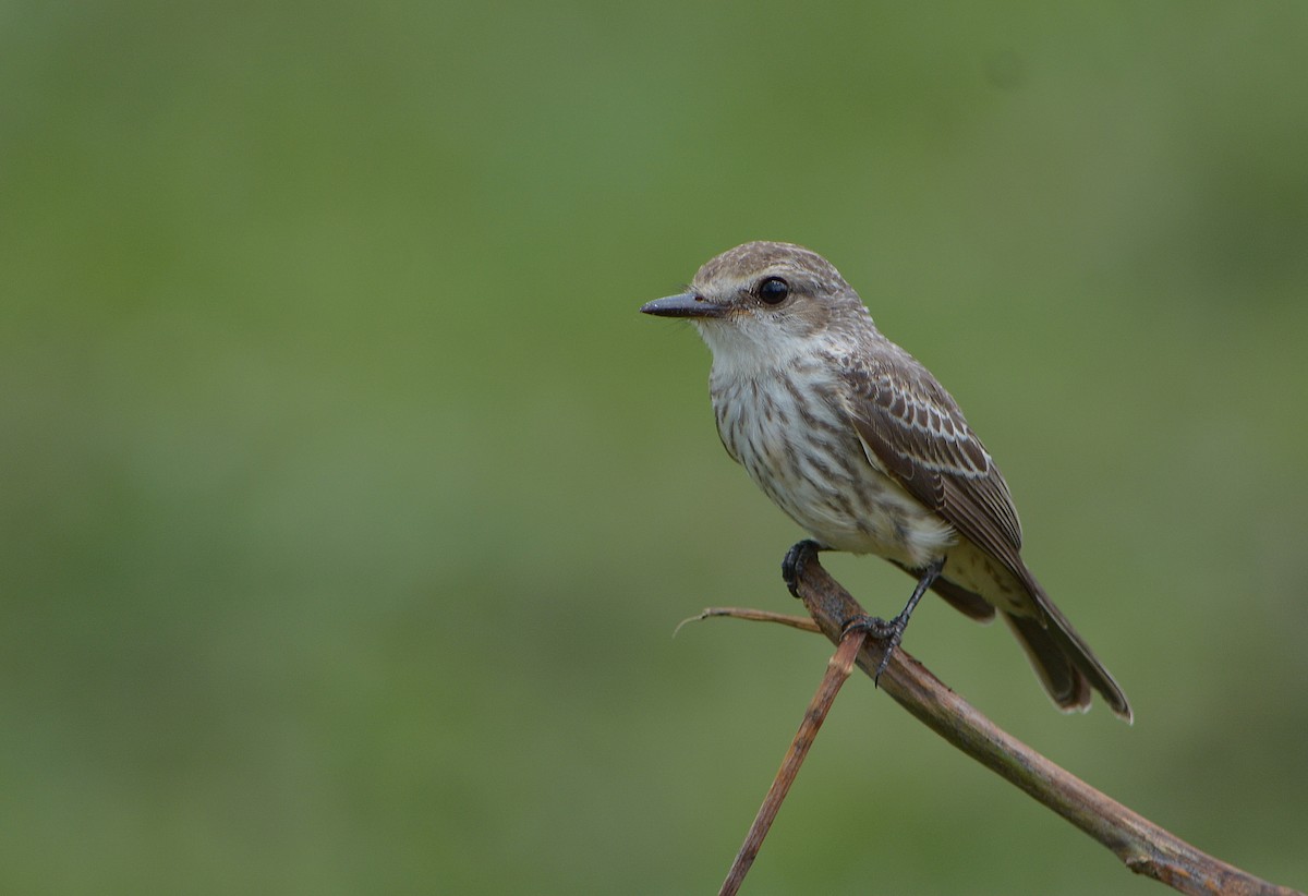 Vermilion Flycatcher - ML110432661