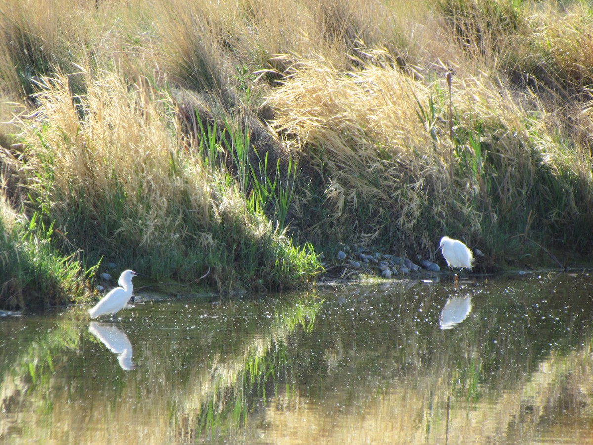 Snowy Egret - ML110433011