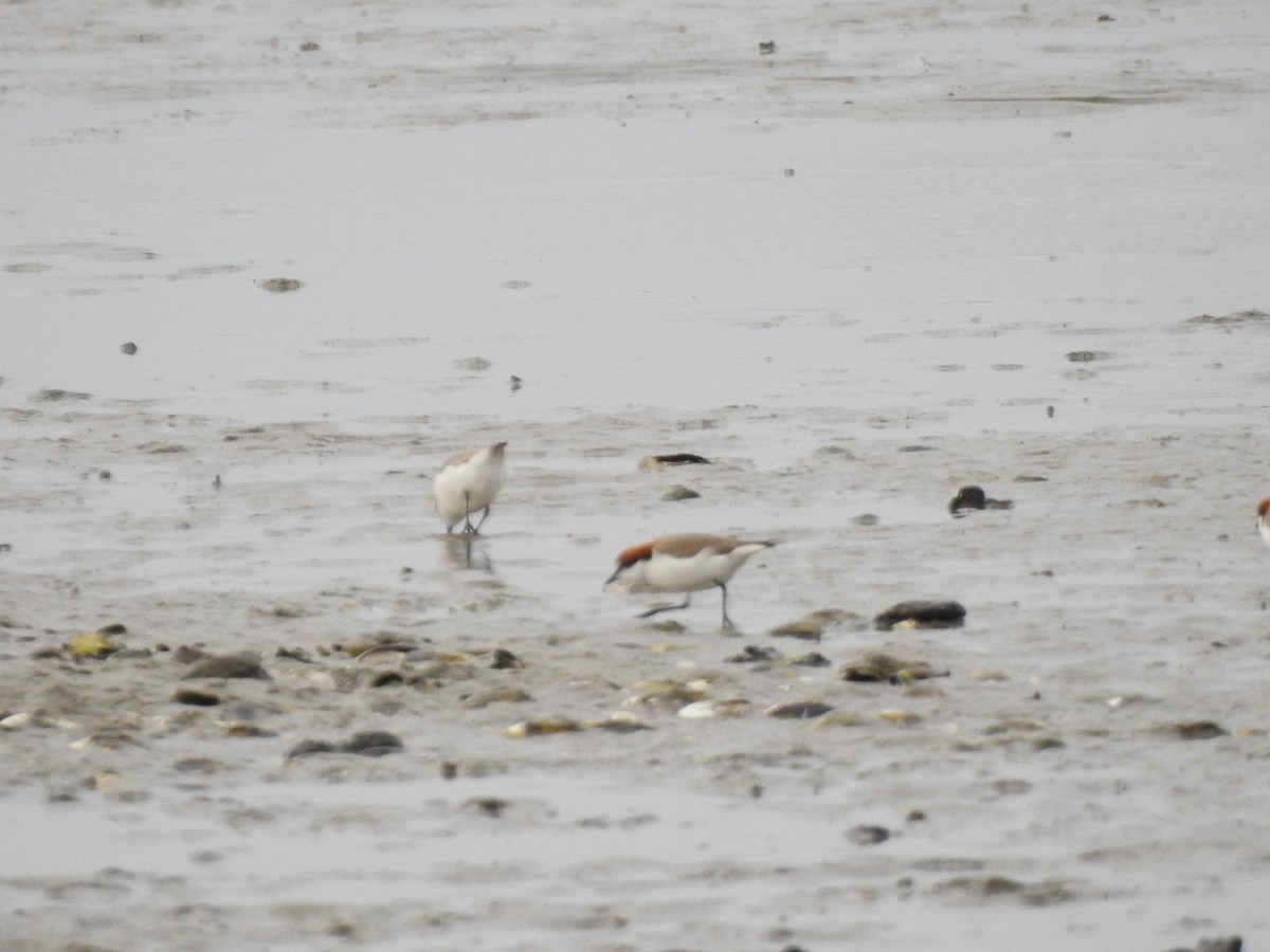 Red-capped Plover - Jeffrey Crawley