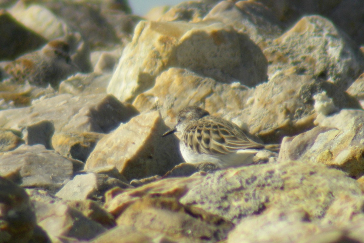 Semipalmated Sandpiper - ML110434931