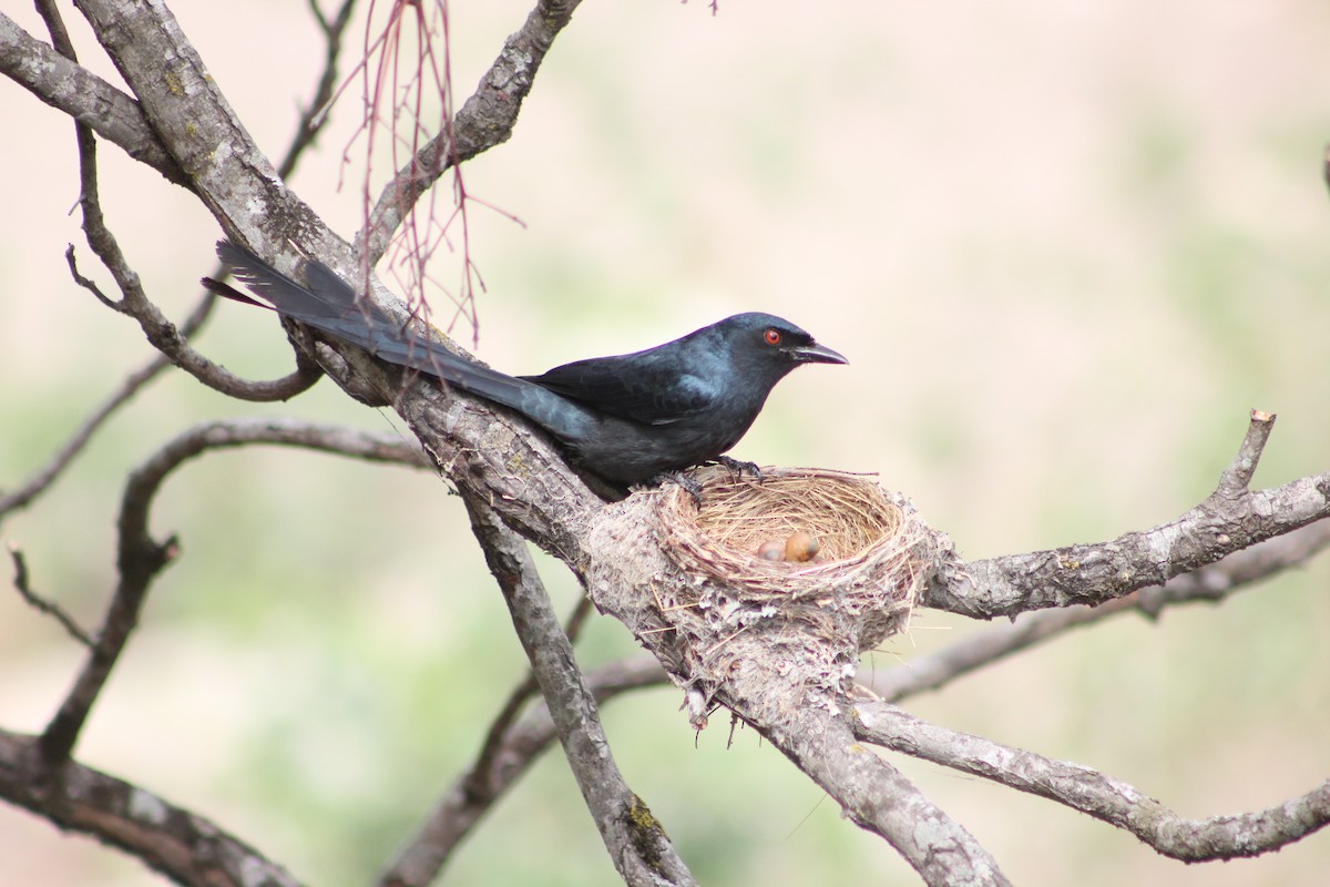 drongo kouřový - ML110434971