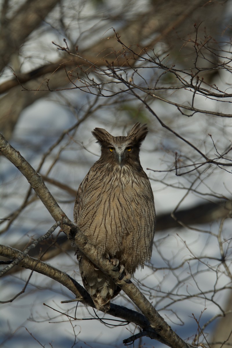 Blakiston's Fish-Owl - Yasuhiko Komatsu