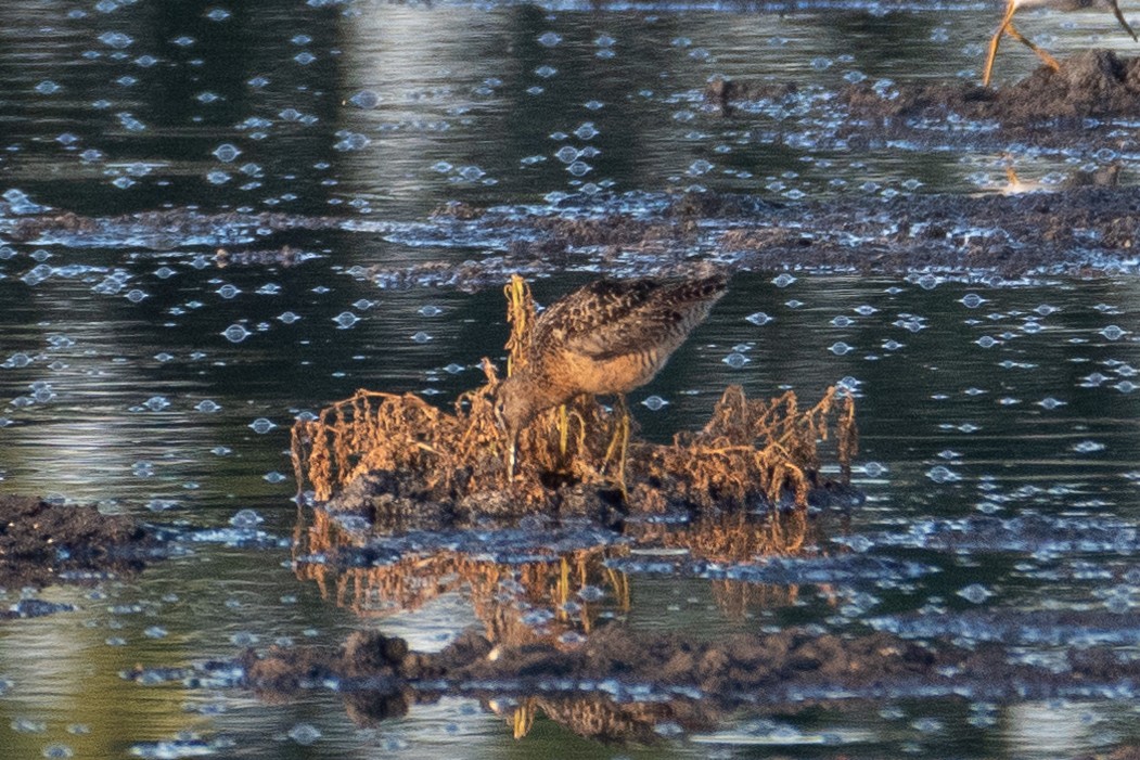 Long-billed Dowitcher - ML110435651