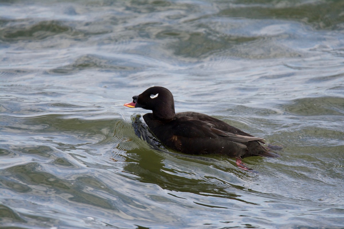 Stejneger's Scoter - ML110435861