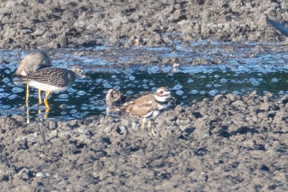 Killdeer - ML110435981