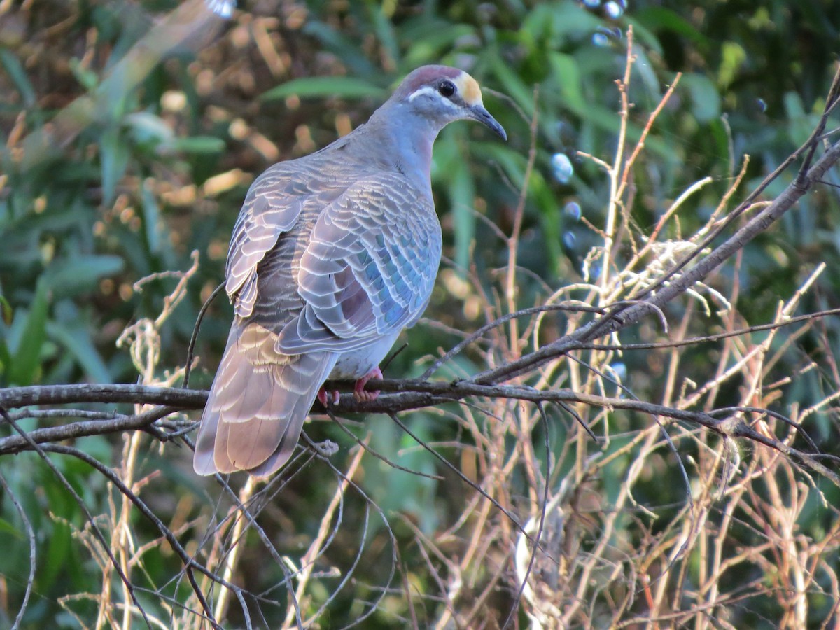 Common Bronzewing - ML110436111