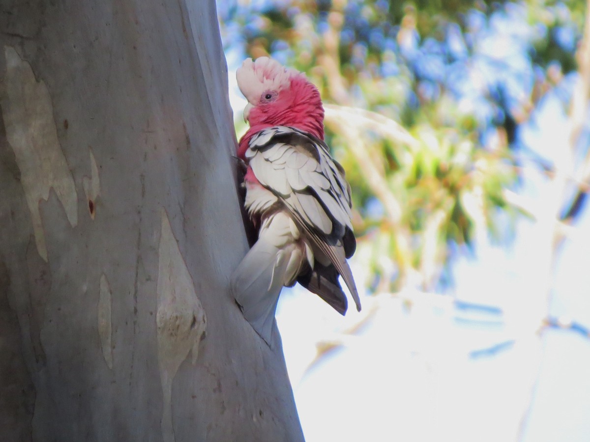 Galah - ML110436121