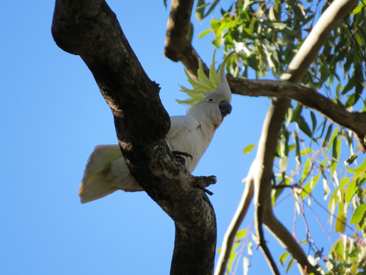 Sulphur-crested Cockatoo - ML110436131