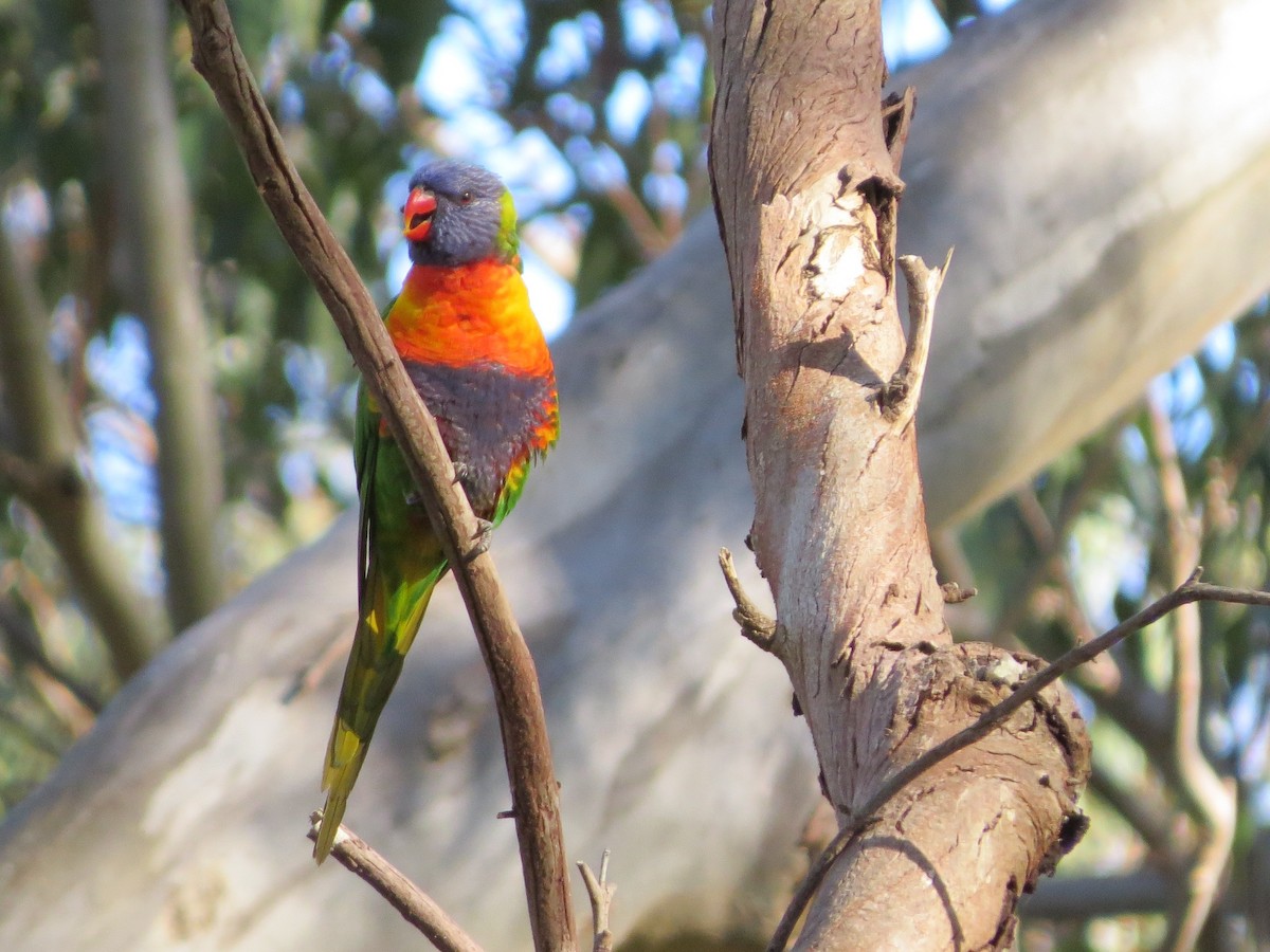 Rainbow Lorikeet - ML110436221