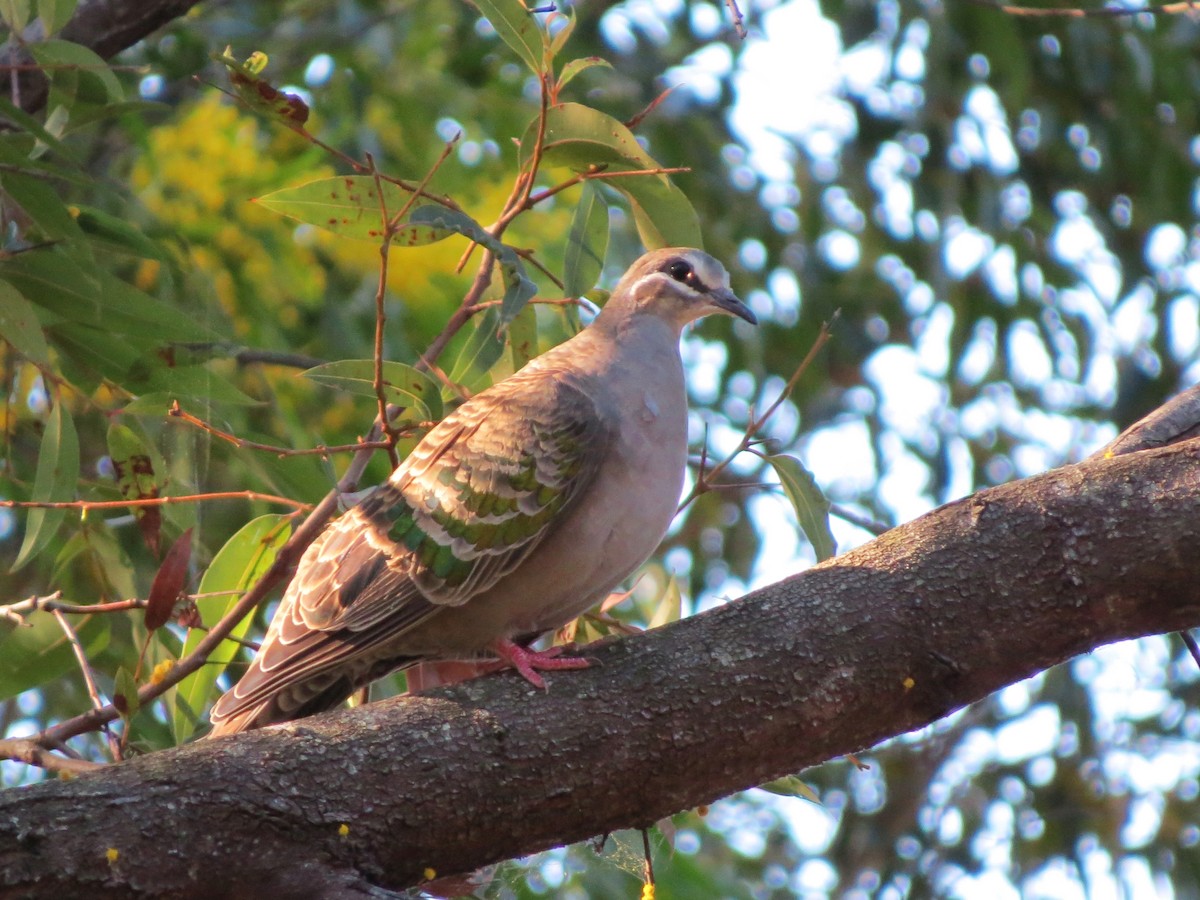 Common Bronzewing - ML110436231