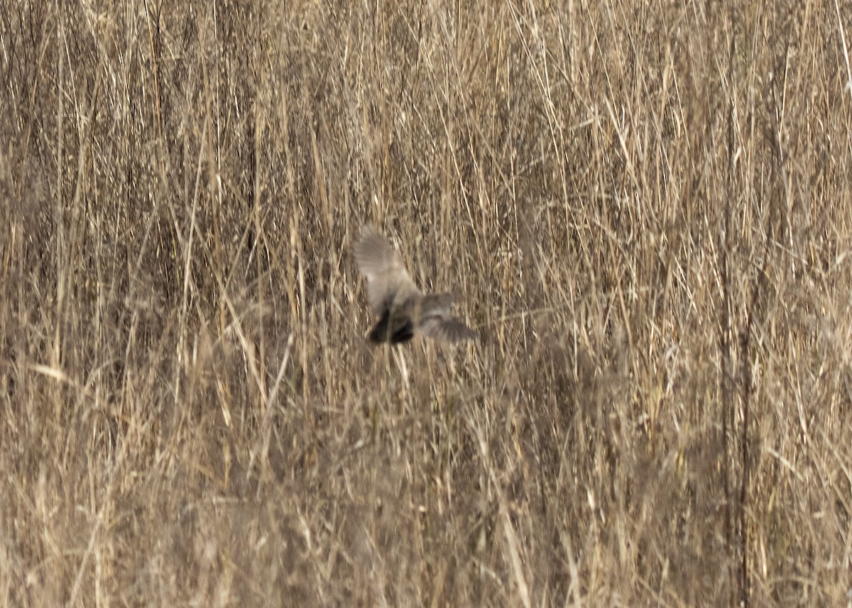 Blue-breasted Quail - ML110436261