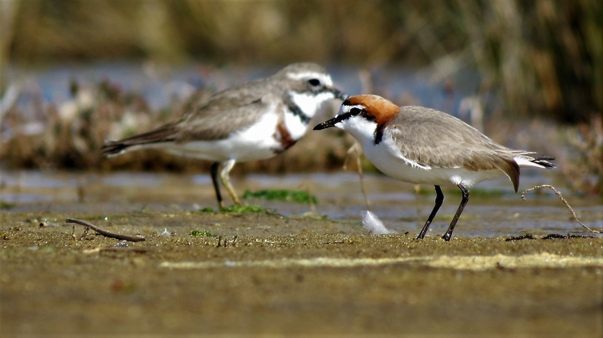 Red-capped Plover - ML110437861